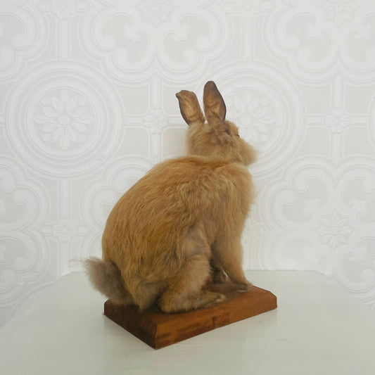 Vintage Taxidermy Baby Rabbit – Late 20th Century, Poland